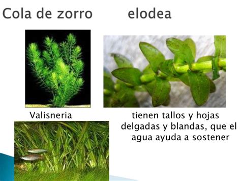 Las plantas acuáticas