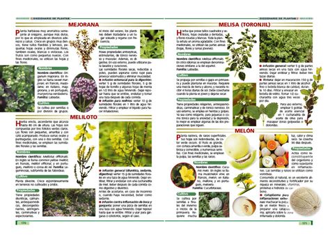 Las plantas curativas   Ediciones Panamericanas