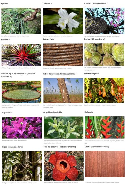 Las plantas en la selva tropical y su fauna