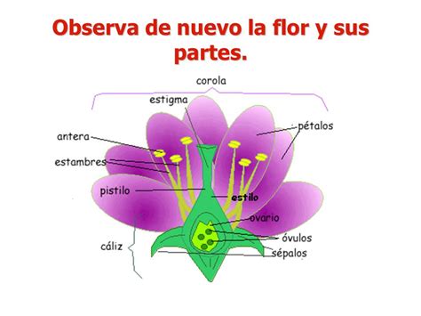 Las plantas: flor y reproducción.   ppt video online descargar
