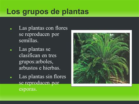 Las plantas Las plantas. La nutrición de las plantas ...