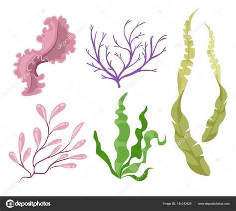 Las plantas marinas y algas marinas acuáticas algas ...