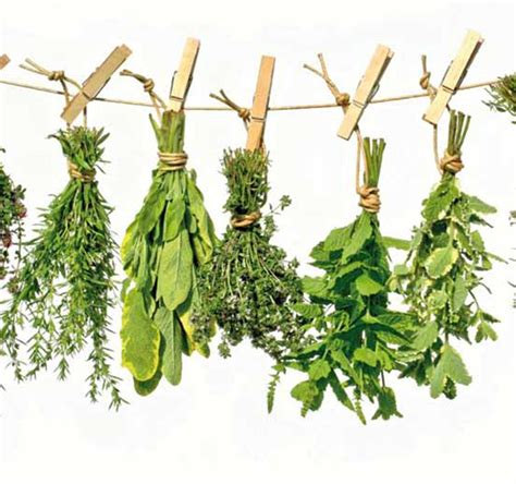 Las plantas medicinales más comunes y beneficios Uolala