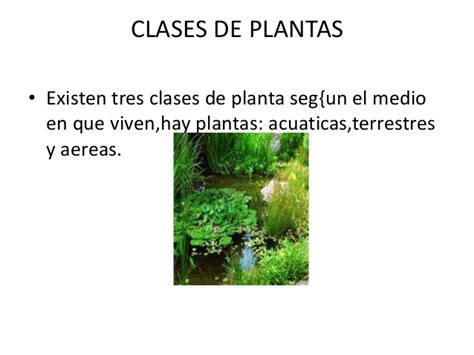 Las plantas