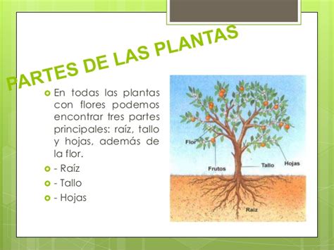 Las plantas para primaria