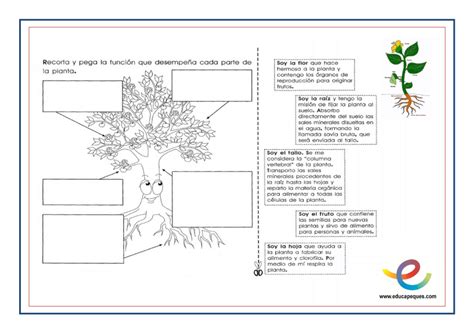 Las plantas, partes y funciones. Fichas para primaria