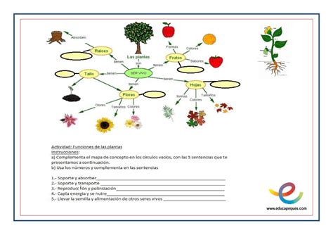 Las plantas, partes y funciones. Fichas para primaria