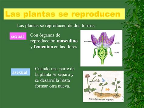 Las plantas Tema 3 Clasificación de las plantas.   ppt ...
