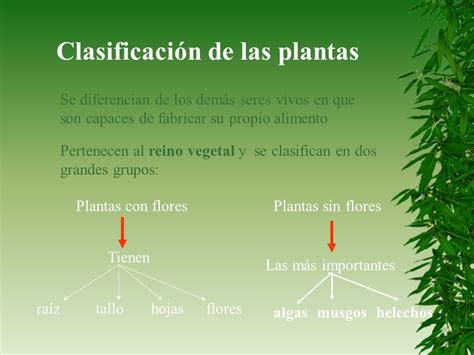 Las plantas Tema 3 Clasificación de las plantas.   ppt ...