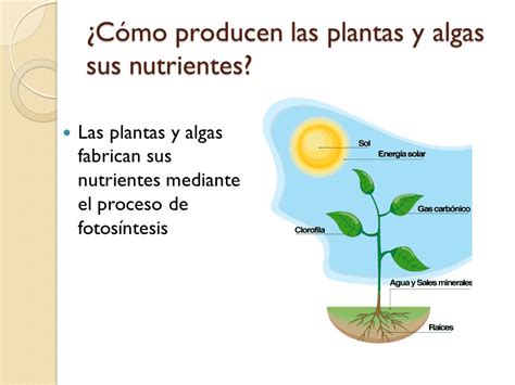 Las plantas y algas producen su alimento   ppt video ...