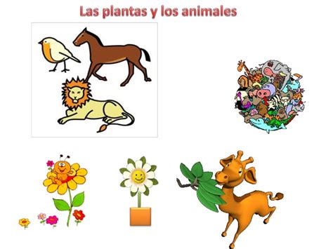 Las plantas y animales