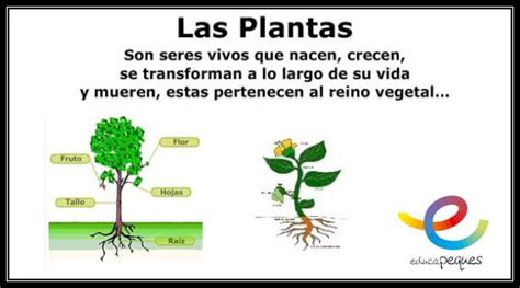 Las plantas y sus partes. ¿Cuál es la función principal de ...