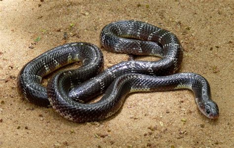 Las serpientes más venenosas del mundo...   Kebuena