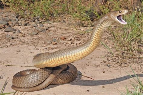 Las Serpientes Más Venenosas del Mundo
