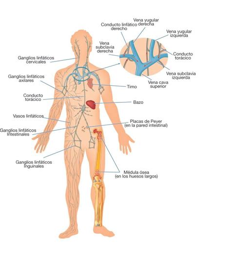 Las sistemas del cuerpo humano y sus funciones vitales