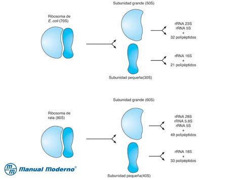 Las subunidades ribosómicas