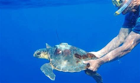 Las tortugas oceanógrafas | Baleares Home | EL MUNDO