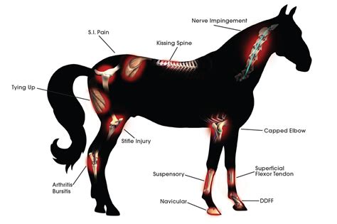 Laser Equine Conditions Treated | Respond Systems
