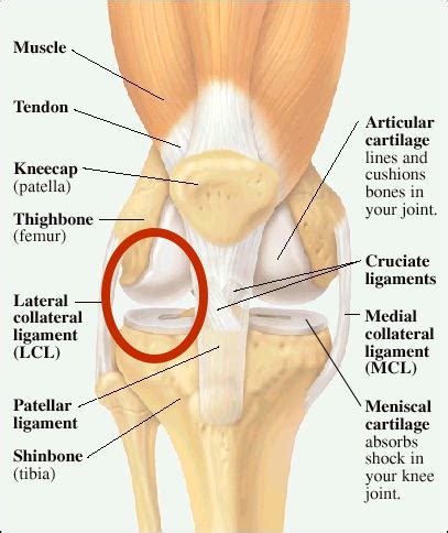 Lateral Collateral Knee Ligament Injury Symptoms and Treatment