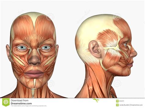 Lateral Side Facial Face Muscles Stock Photo   Image ...