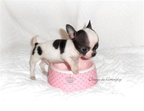 Le mini Chihuahua, Chihuahua miniature ou Tea Cup ...