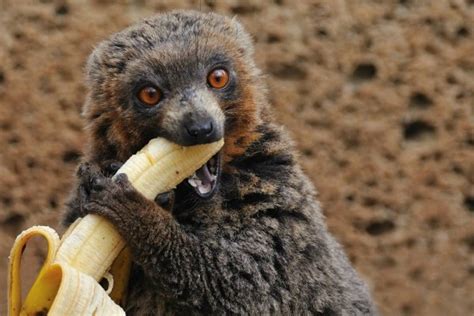 Le prohíben a los monos comer bananas   VeoVerde | Nueva Mujer