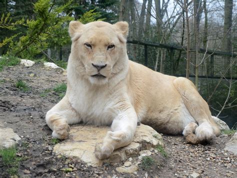 Le zoo de Beauval  2  Les lions blancs   Phare Ouest Phare ...