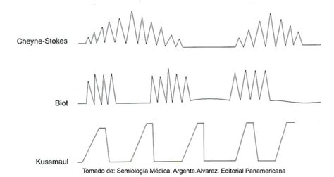 Leandra Tejada: Examen del torax y del aparato respiratorio