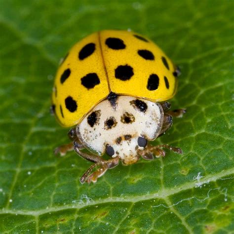 Learn about Nature | Yellow Ladybug Learn about Nature