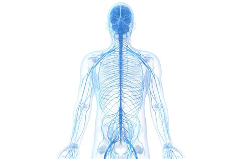 Learn About the Peripheral Nervous System