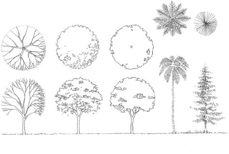 Learn how to draw trees in architecture | Drawing ...