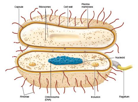 Lección 14.1: La célula procariota – BIOLOCUS