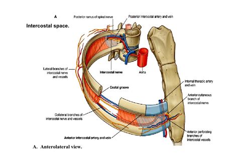 Lecture 2 thoracic wall & Diaphragm
