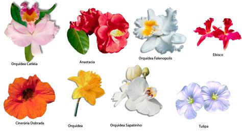 Leer Los Nombres De Flores Con Imagenes Para Conquistar ...