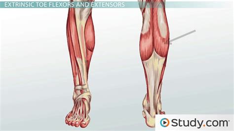 Leg Muscles: Anatomy, Support & Movement   Video & Lesson ...