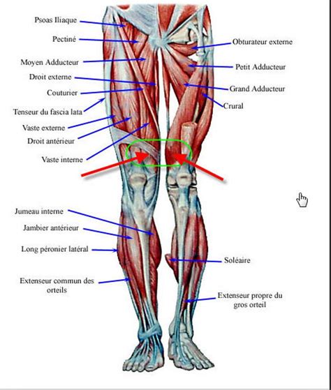 Leg Muscles Related Keywords   Leg Muscles Long Tail ...