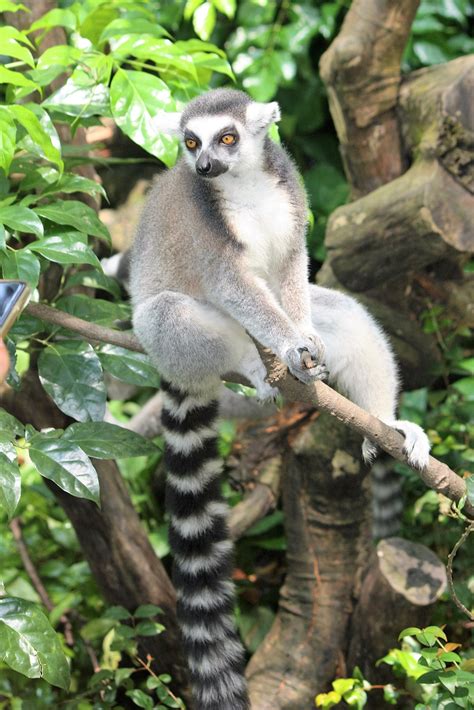 Lemur catta   Wikipedia, la enciclopedia libre