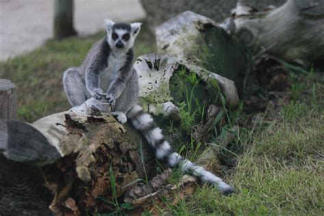 Lemur del Zoo de Madrid   PlanesConHijos.com