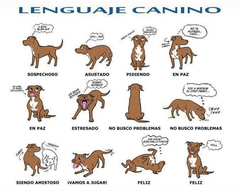 Lenguaje canino | Lenguaje animal | Pinterest | Lenguaje ...