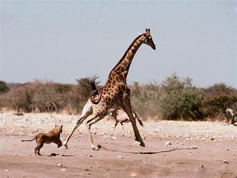 Leonas persiguiendo a una jirafa | Animales en Video