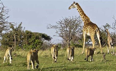 Leones cazando jirafas, encuentros en la sabana • Videos ...