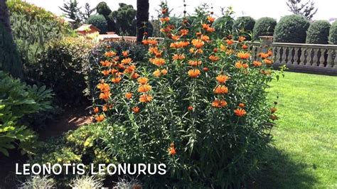 Leonotis leonurus. Garden Center online Costa Brava ...