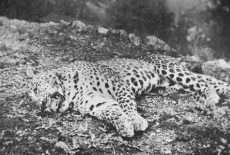 Leopardo de Panar   Wikipedia, la enciclopedia libre