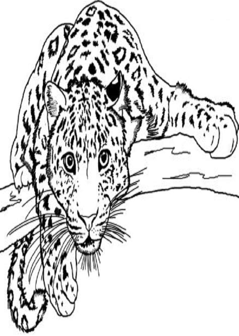 Leopardo para colorear   Dibujos para colorear