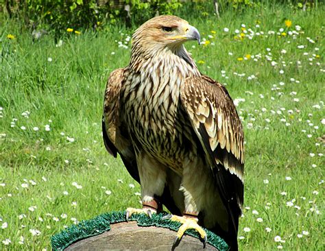 Les oiseaux Rapaces du Parc de Rambouillet