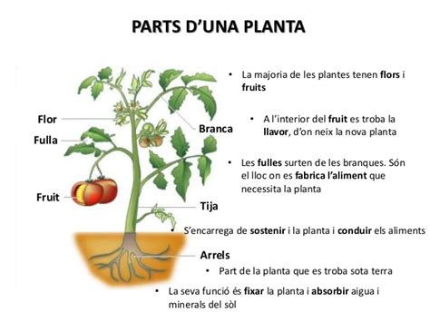 Les plantes 1