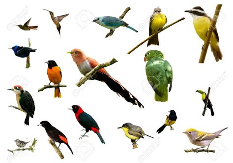 Les types de oiseaux apprendre les oiseaux | Jitep