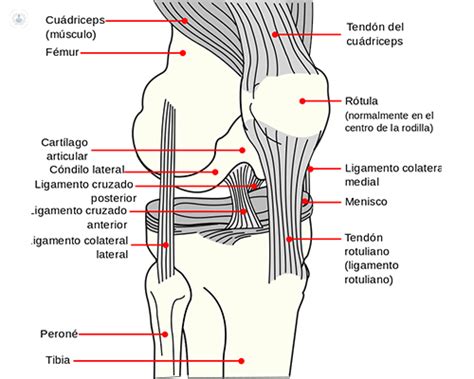 Lesiones del ligamento cruzado anterior  LCA