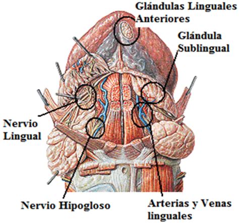 Lesiones más frecuentes en glándulas salivales menores ...