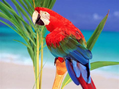 Letest Colorful Parrot HD desktop wallpaper Background ...